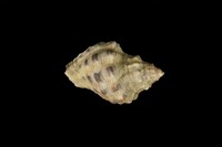 藏品(黃口岩螺(黑痣岩螺))的圖片